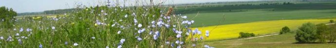 Naturschutz Brandenburg: Oderhnge bei Mallnow